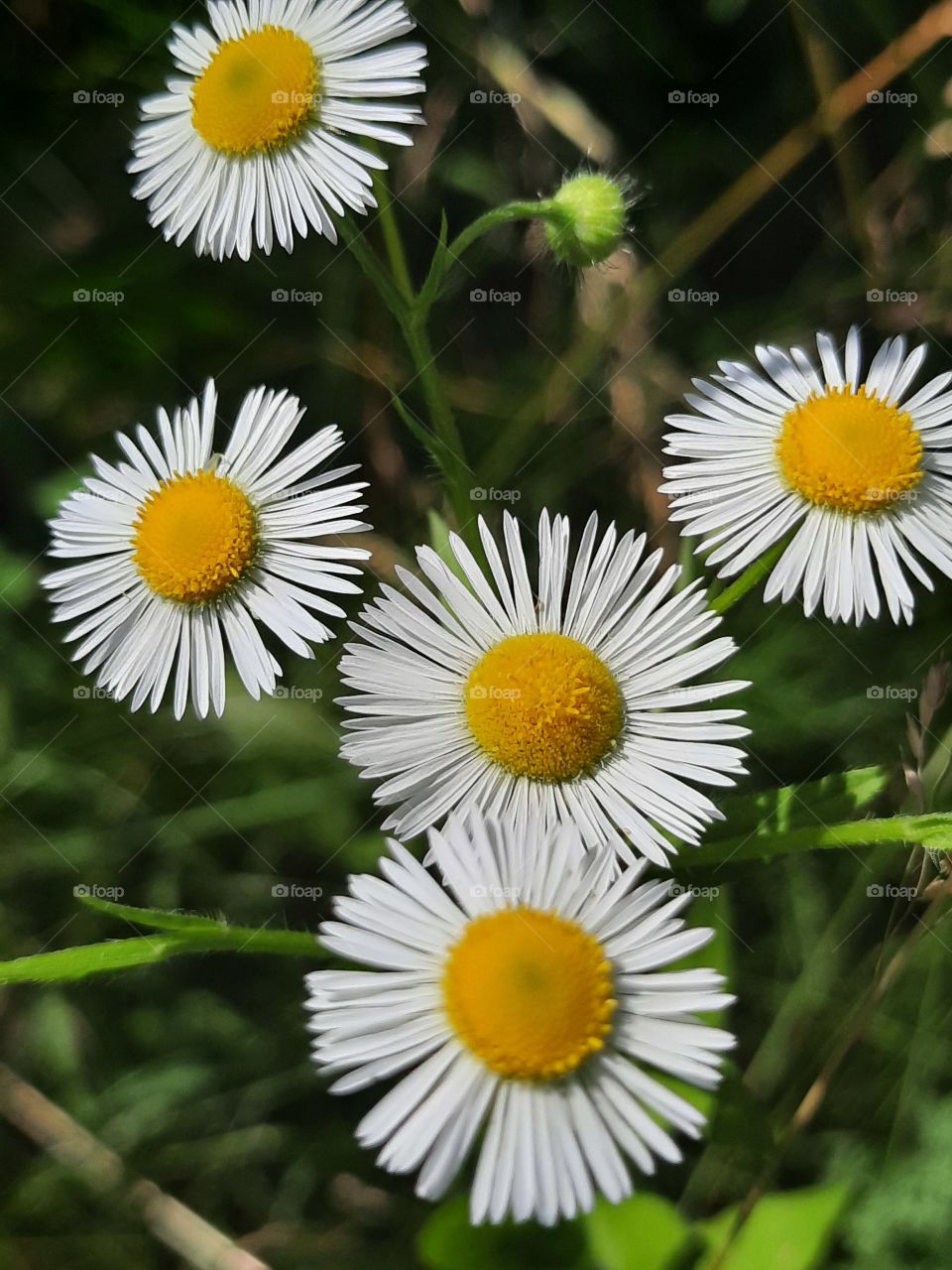 close-up of Erigeron white flowers in summer