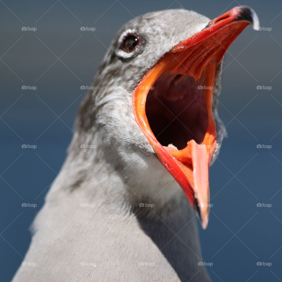 Seagull yawning beak
