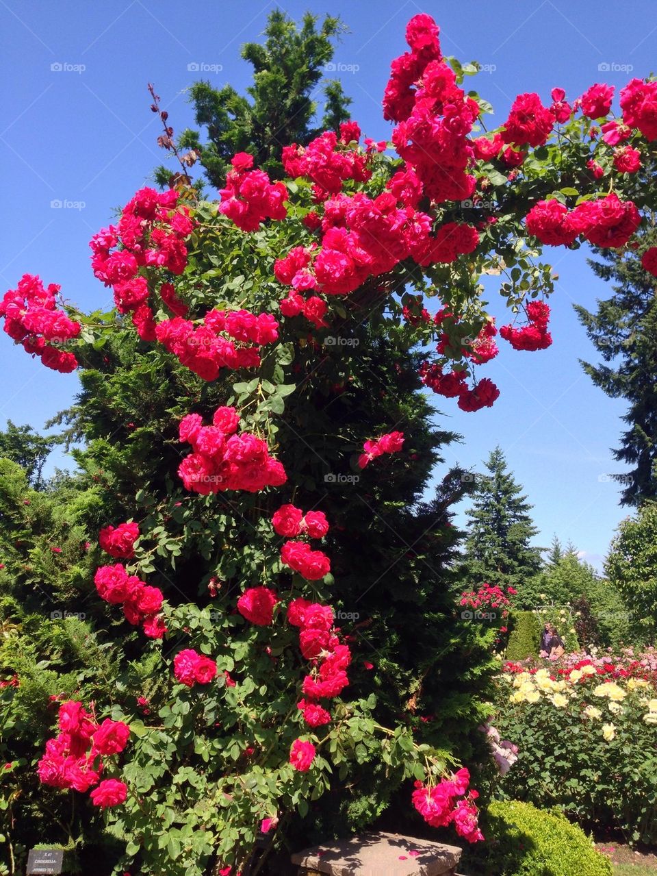 rose archway