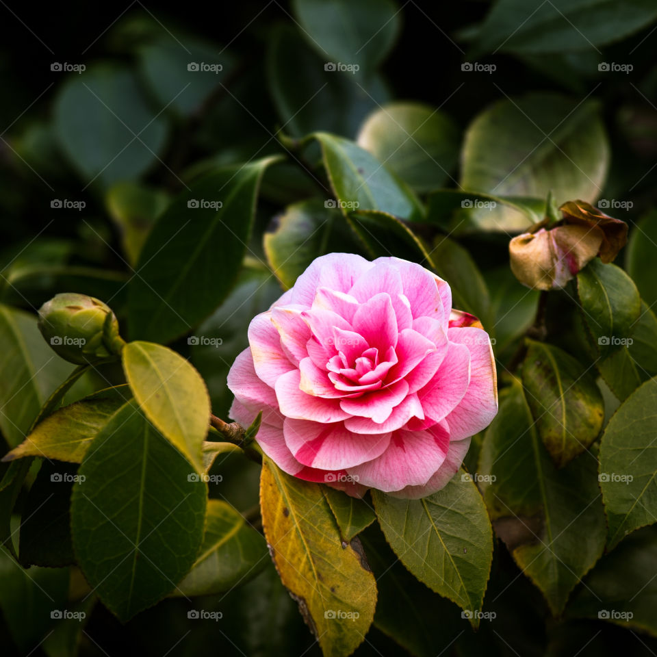 Spring flowers in London