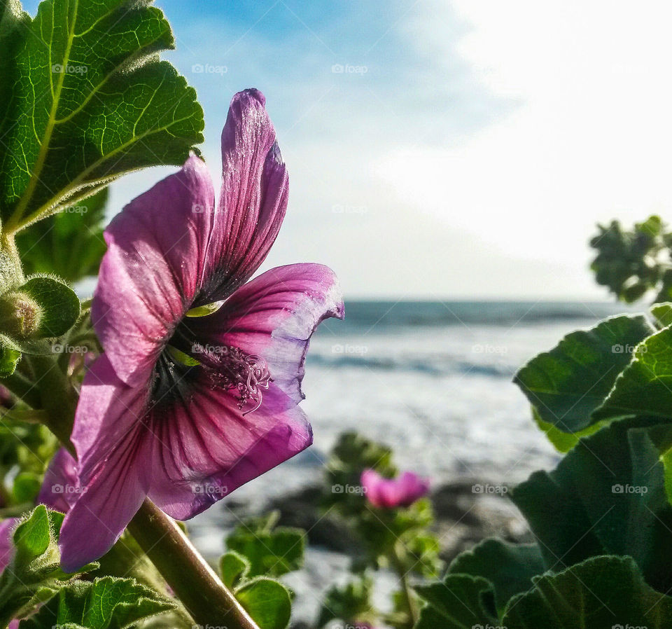 Purple flower blooming at outdoors