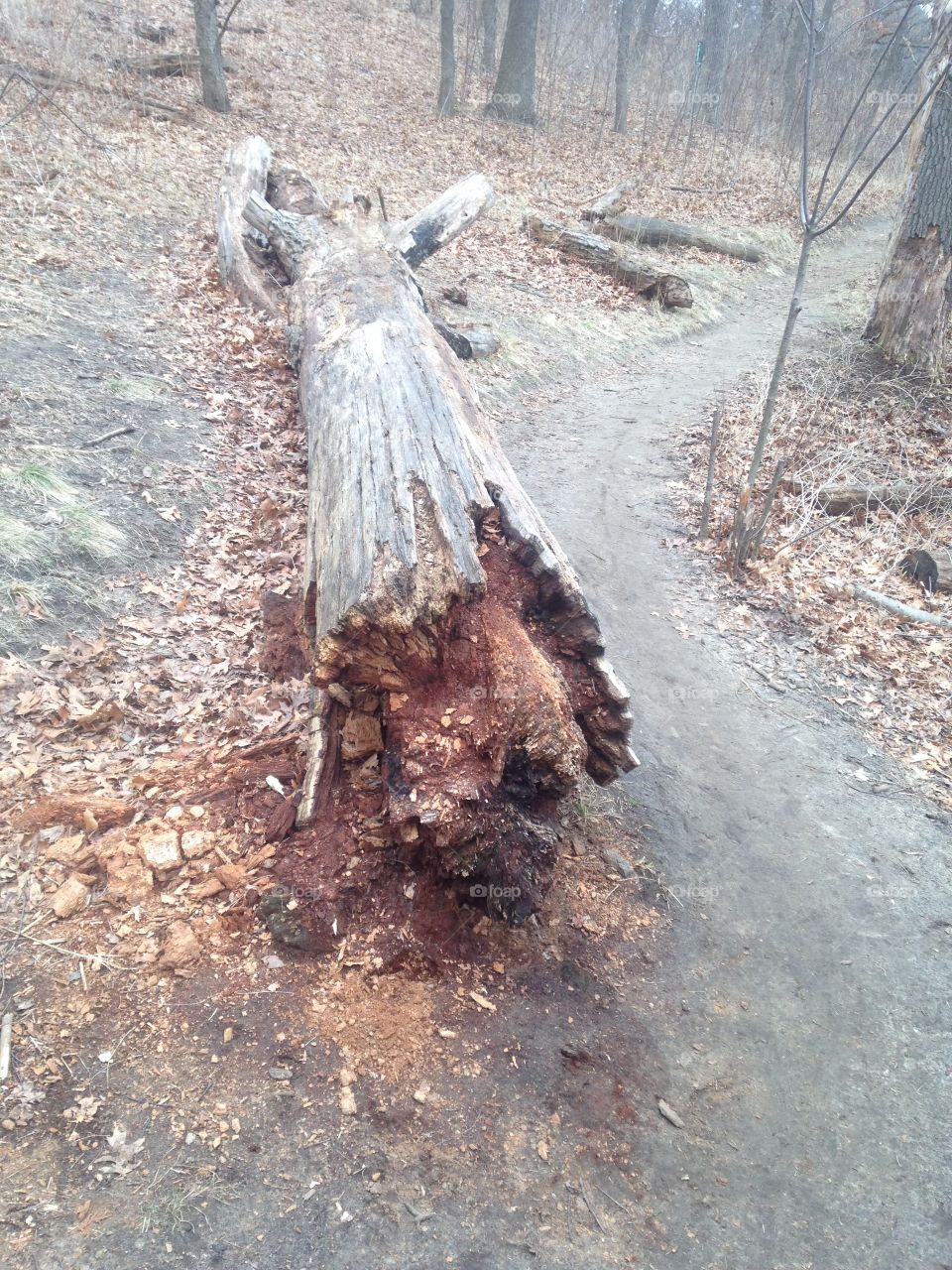 Fallen pine