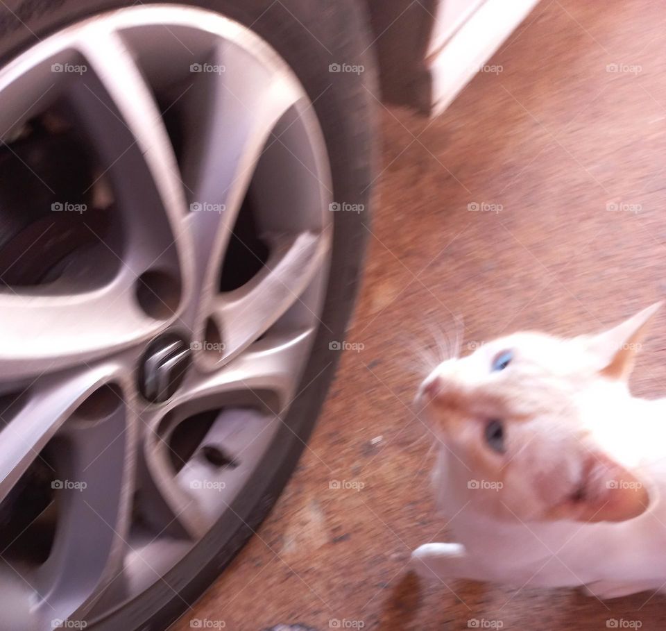 Automóvel balanceado e gatinho curioso supervisionando.  O balanceamento do Automóvel,  faz parte do processo da manutenção  preventiva,  garantindo, que as rodas girem sem vibrações