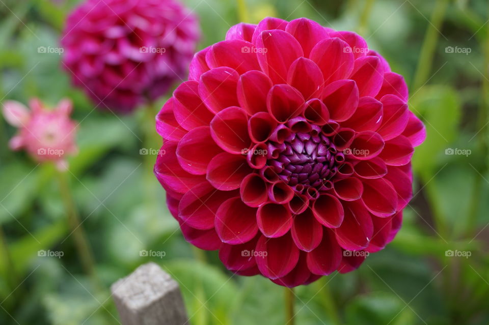 macro shot of a red flower