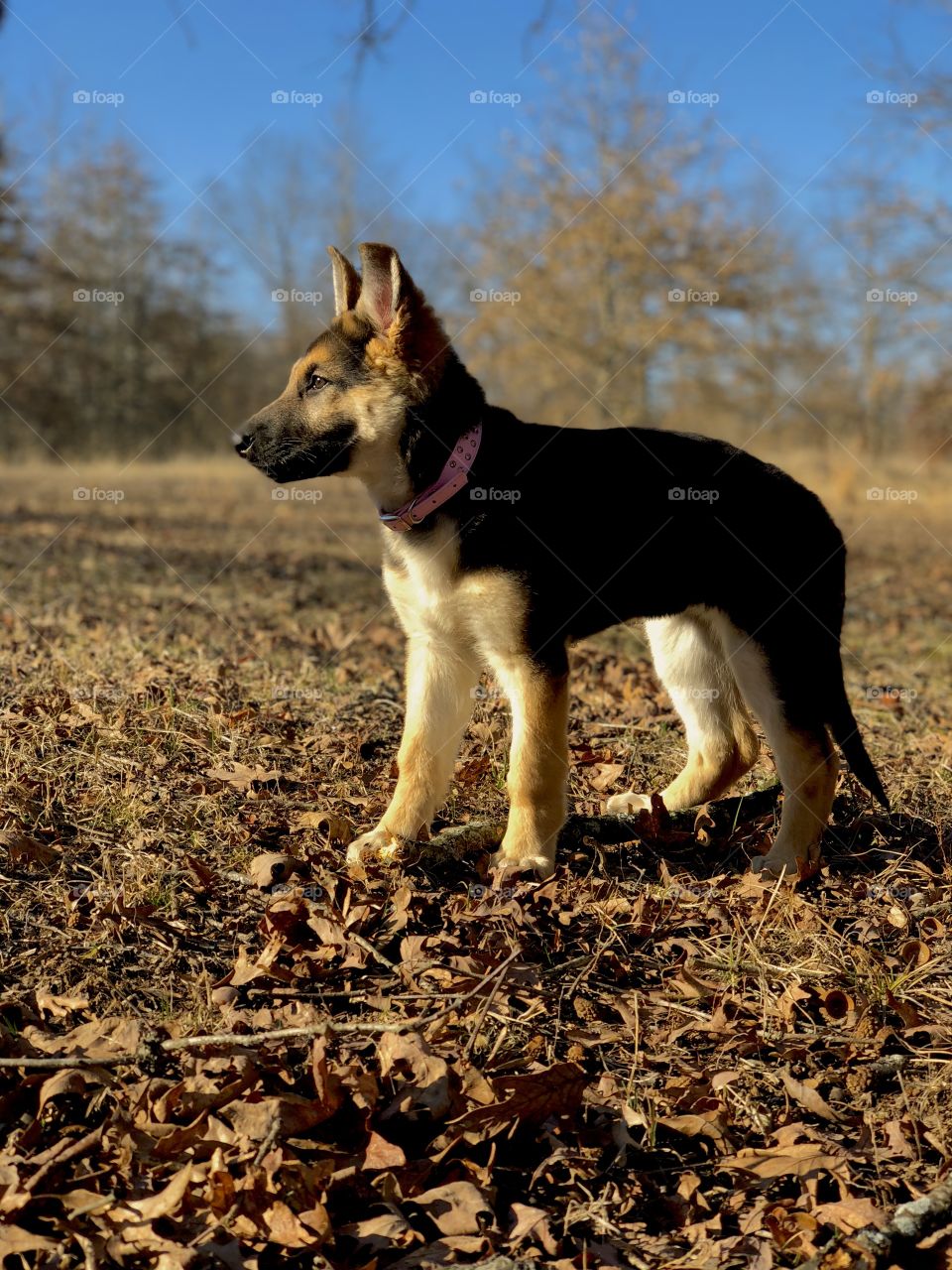 German Shepard puppy