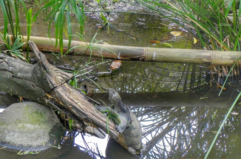 Turtle climbing up a a tree limb in a pond