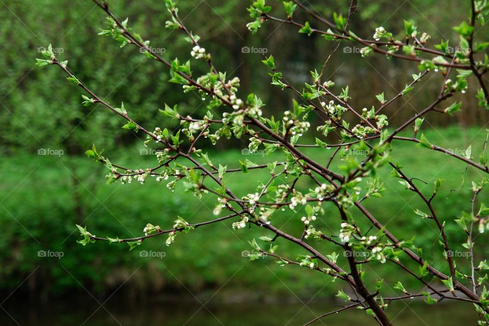 Tree starts blooming. Cherry tree starts blooming. After rain.