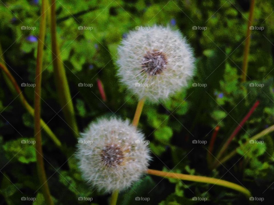 Dandelion make a wish!