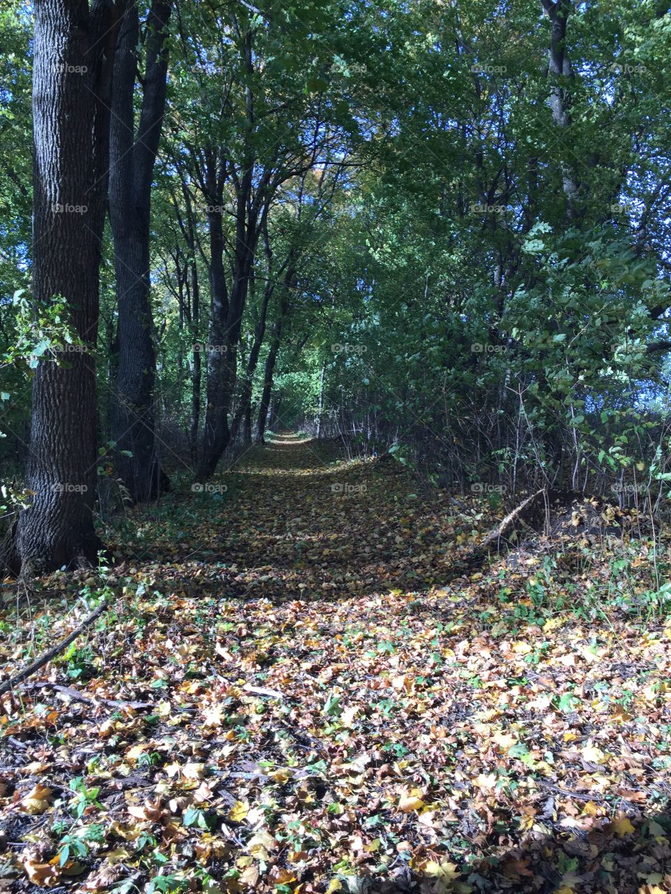 Autumn in the forest 