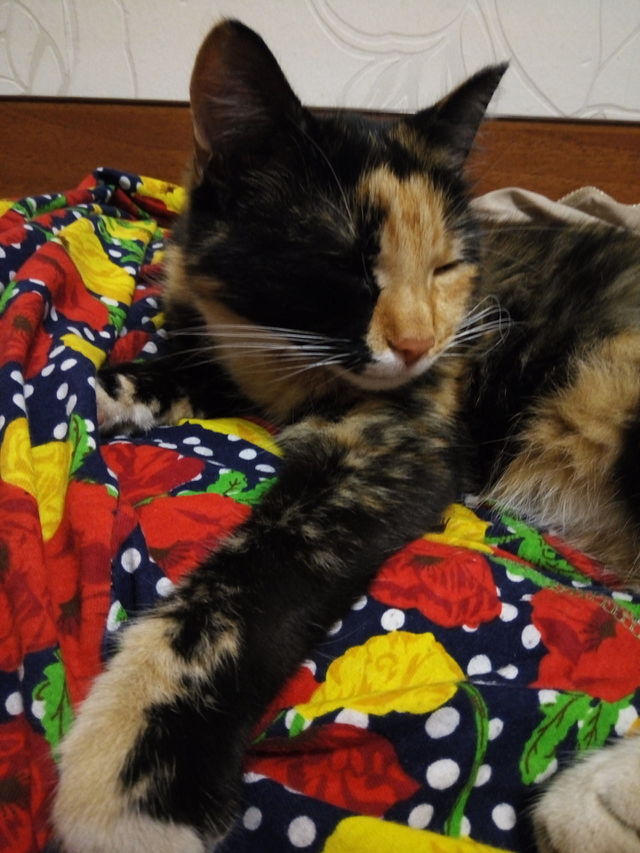кошки
