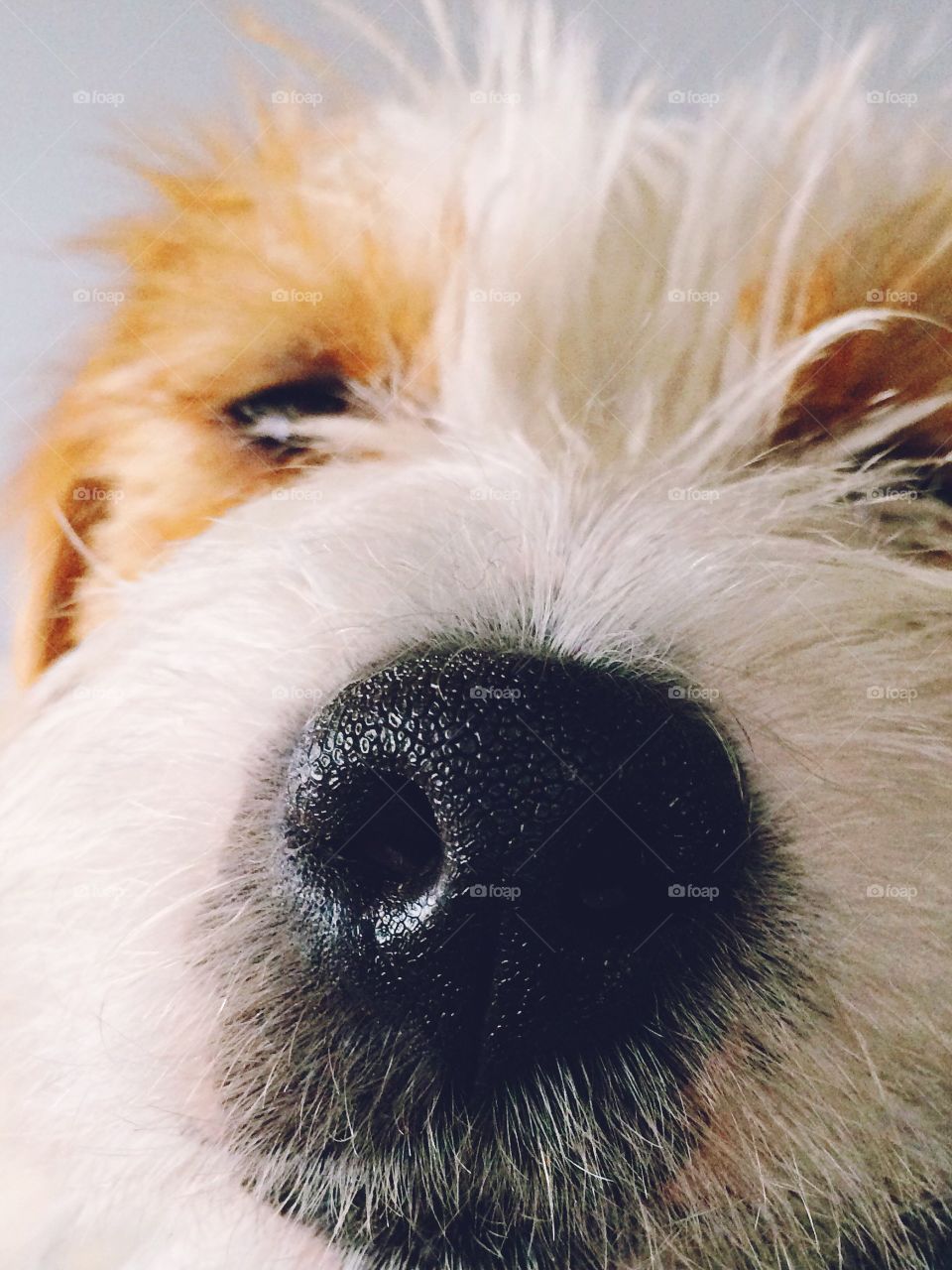 Dog upclose