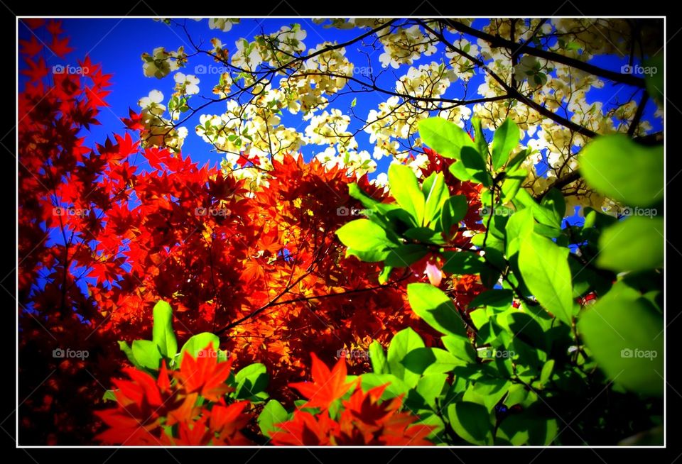 spring flowers, leaves, and sky