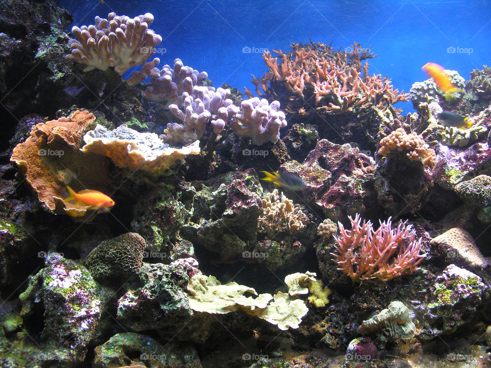 fish coral underwater fishtank by snappychappie