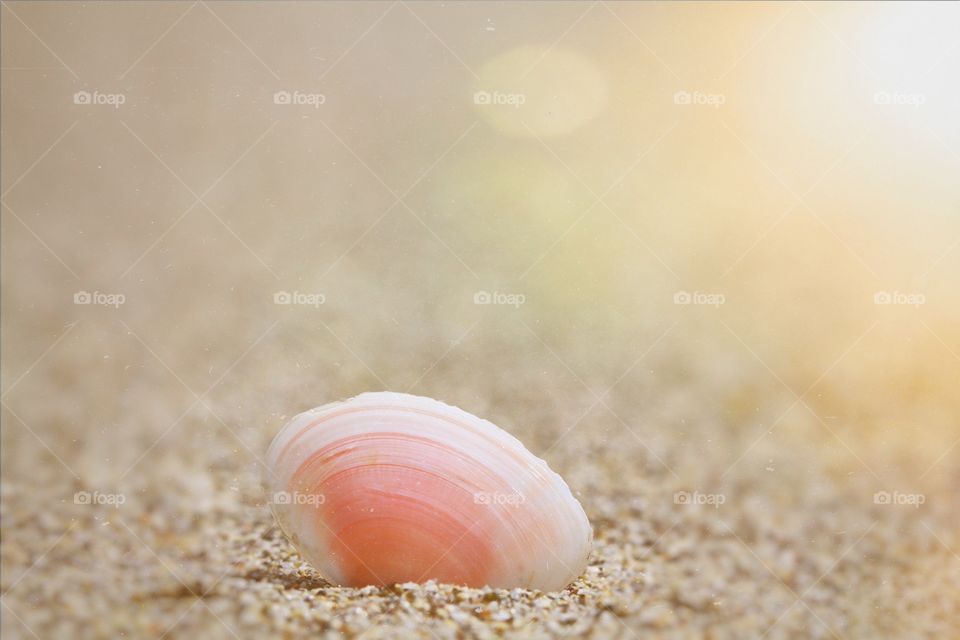 A delicate pink sea shell resting on a sandy beach with the warm glow of the morning sun behind