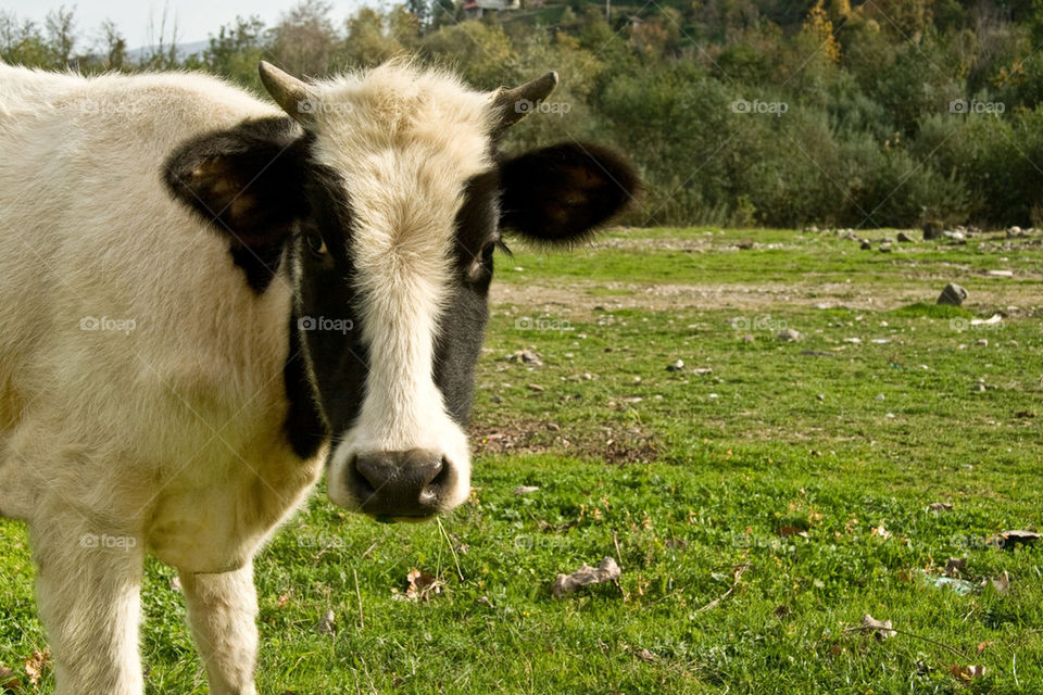 green field young eyes by kuzeytac