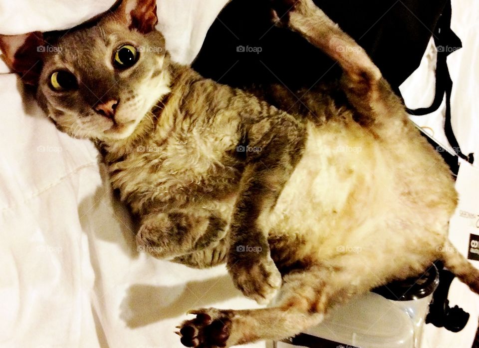 Chloe the Cornish Rex 😻