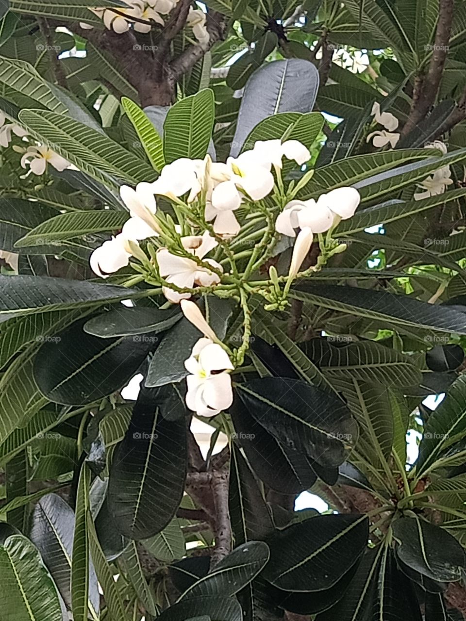 Beautiful Plumeria Flowers