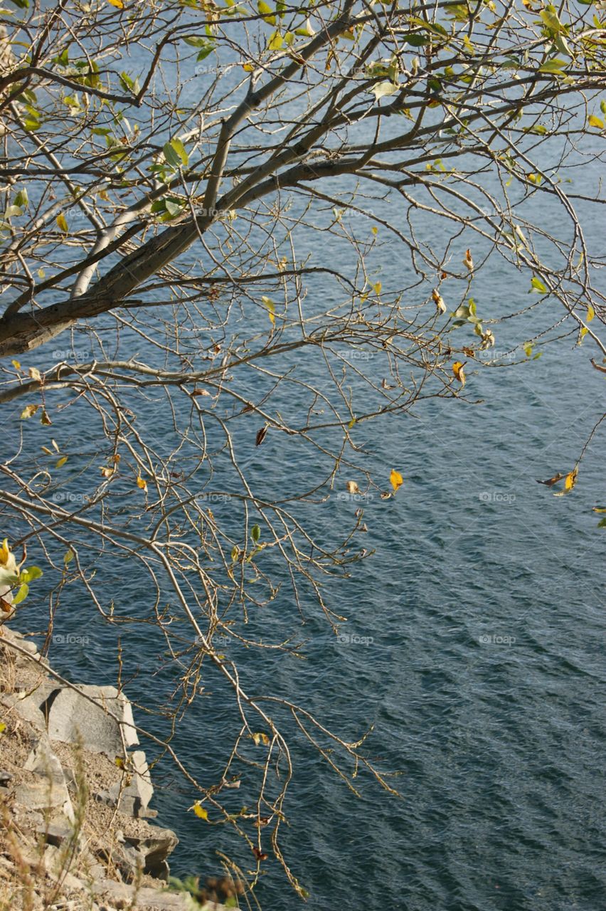 Tree and lake