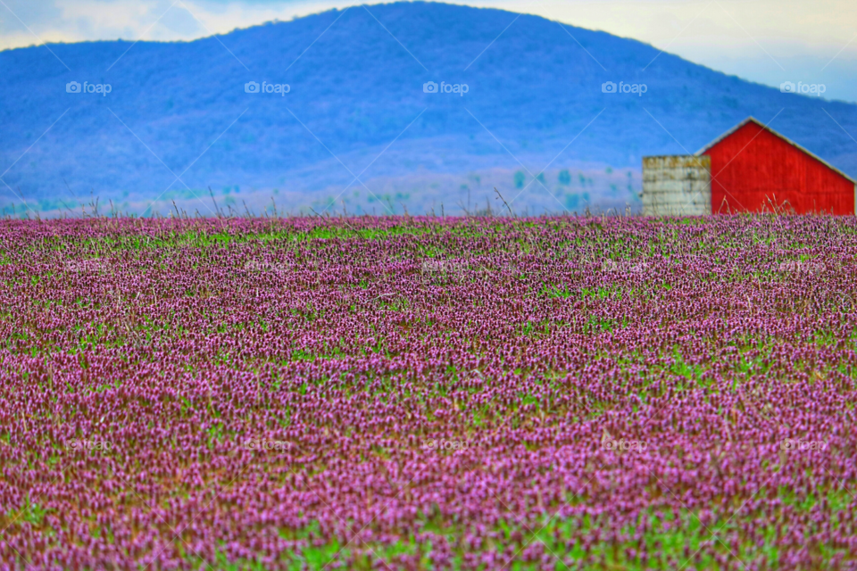 field of clover