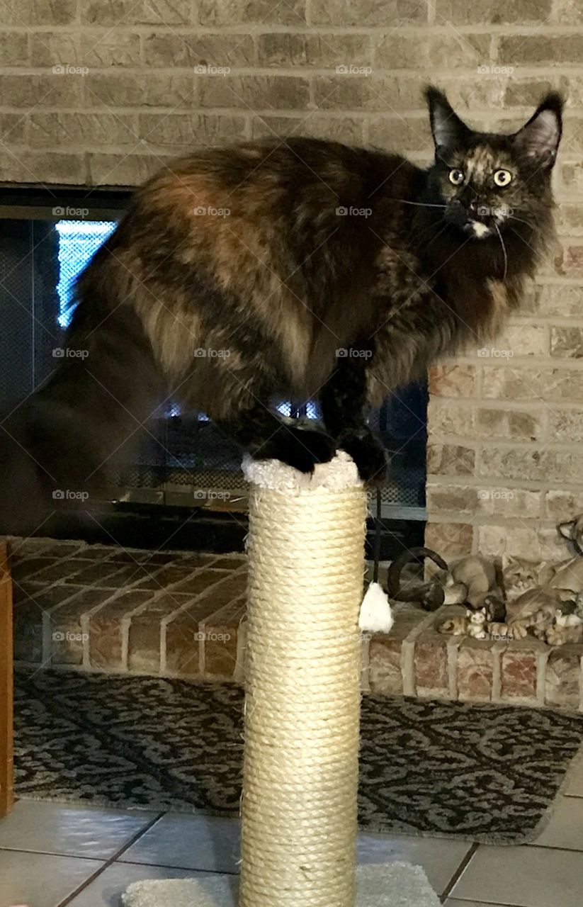 Artesia with new scratching post