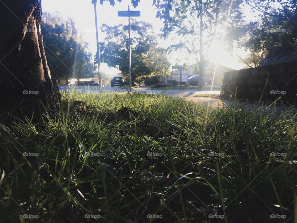 Morning sun rays shining over a grassy lawn in a quaint and quiet neighborhood 