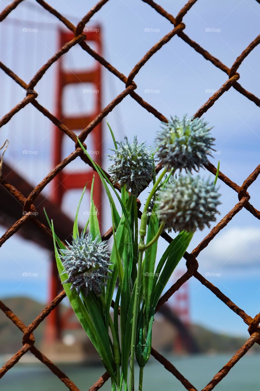 Beautiful spiky flowers attached to an old rusty chain link fence with a view of the landmark Golden Gate Bridge in the background 