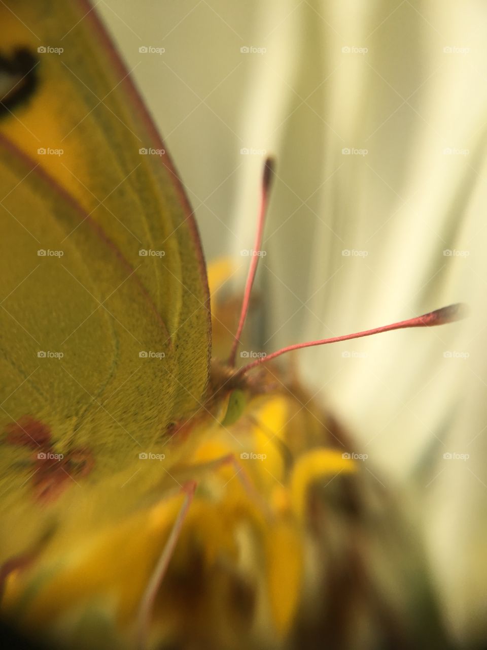Butterfly closeup