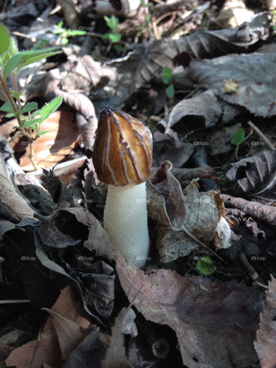 Morel snake head mushroom. Morel Mushroom