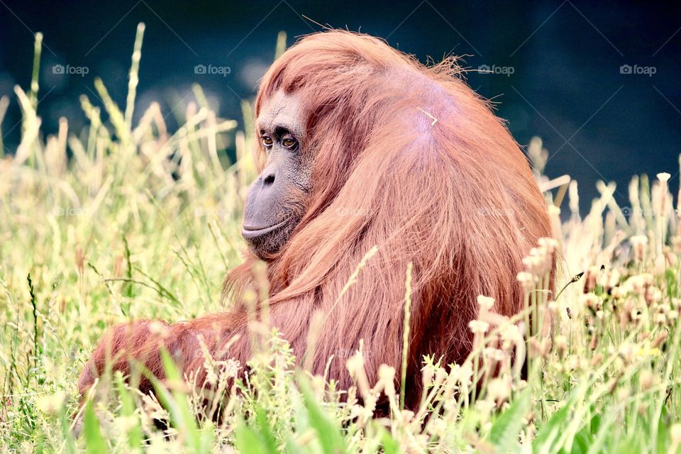 orangutan on the grass