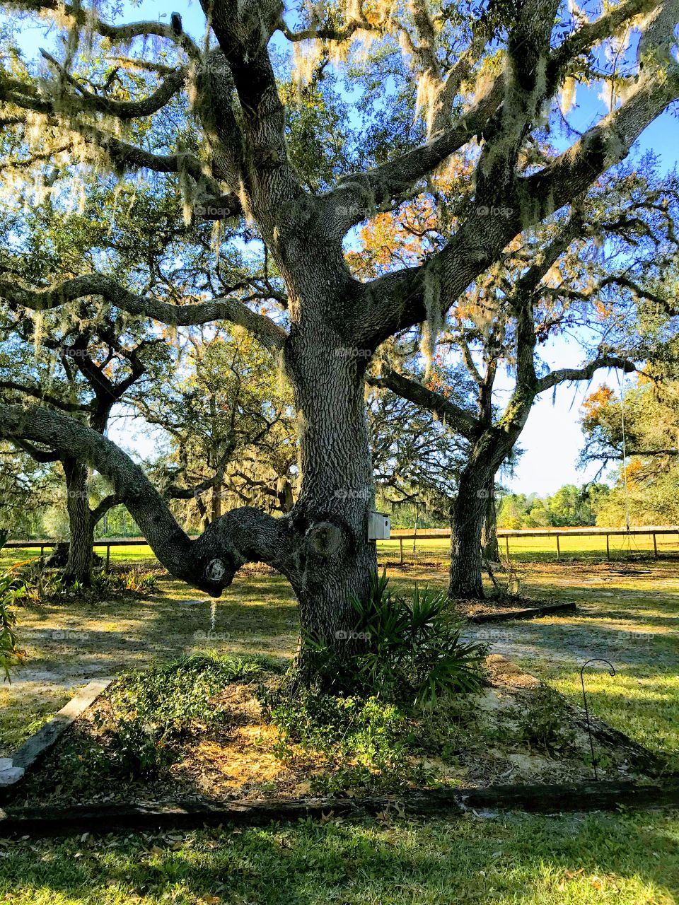 Beautiful Florida scenery ... live oaks draped in Spanish moss