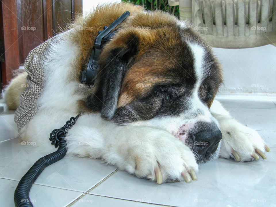 My st bernard