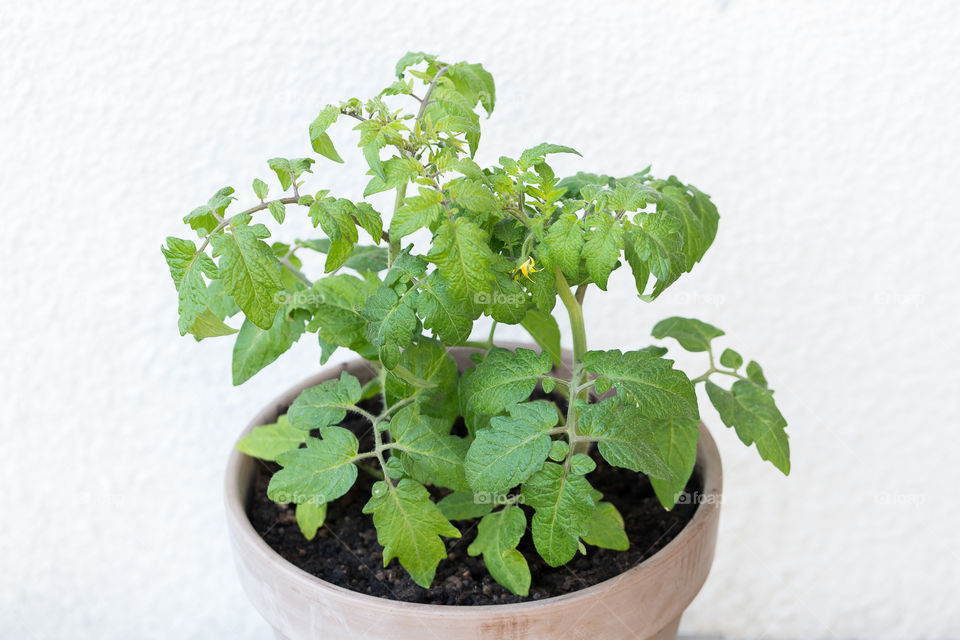 Growing tomatoes in flower pot outdoors 