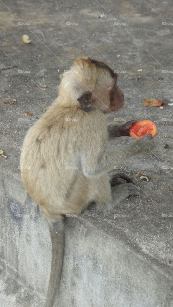 A monkey eating a tomato