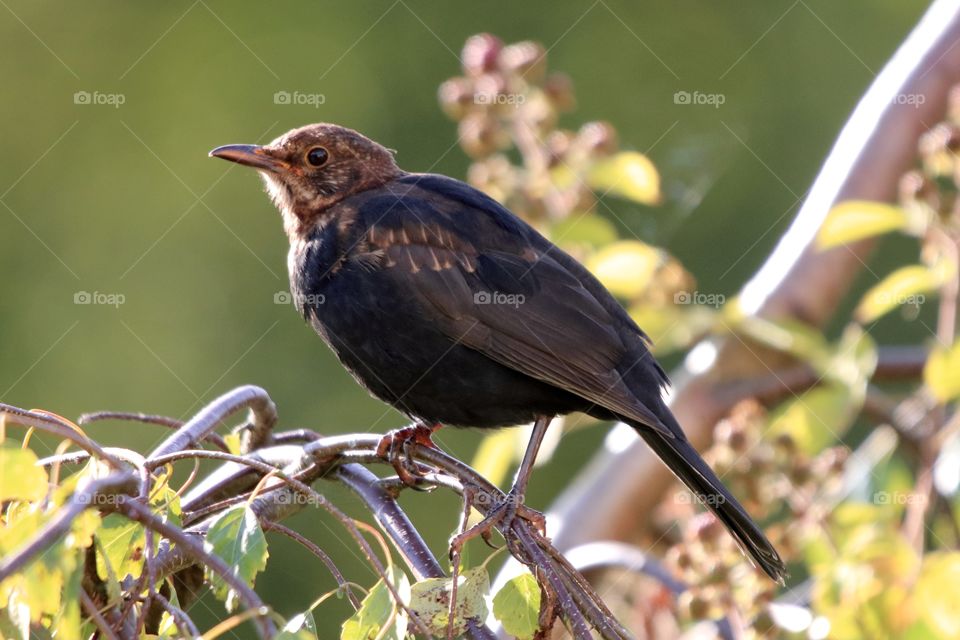 Youngster Blackbird