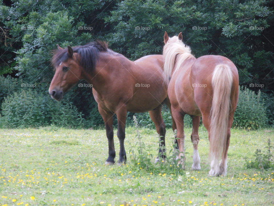 Brown Horses