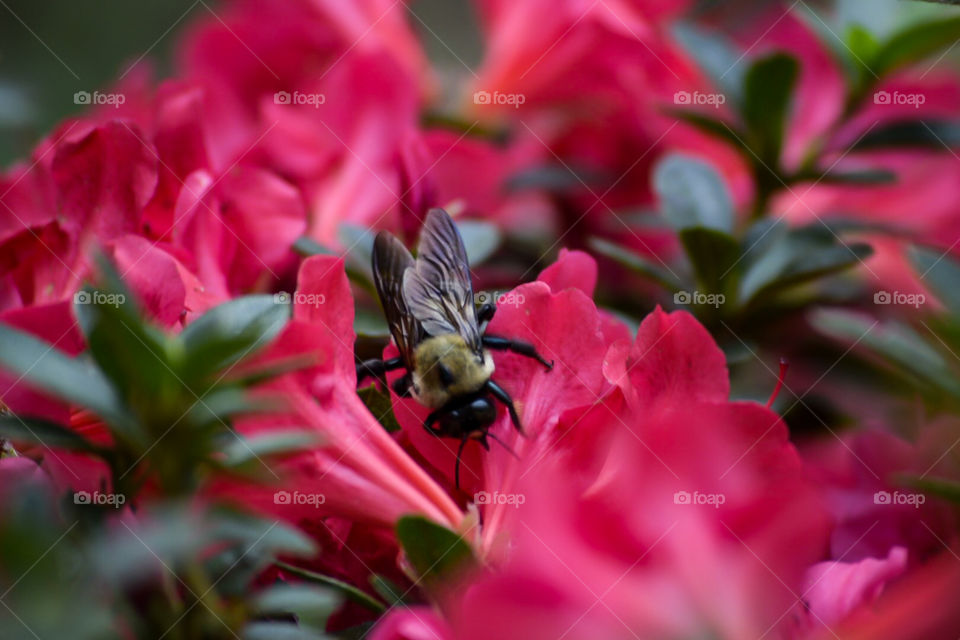 Bee on azalea flower