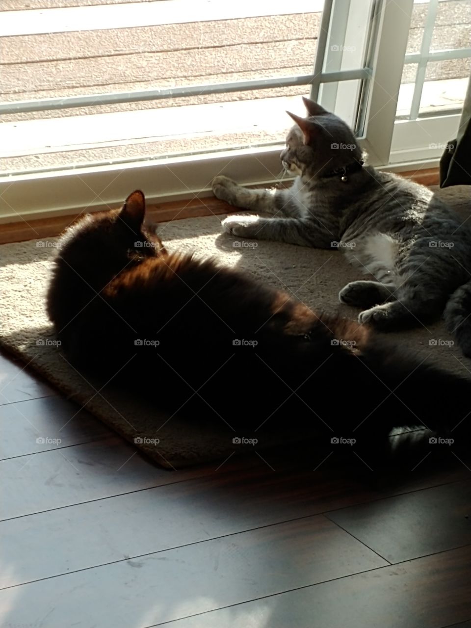 Old and Young Kitties in the Sun