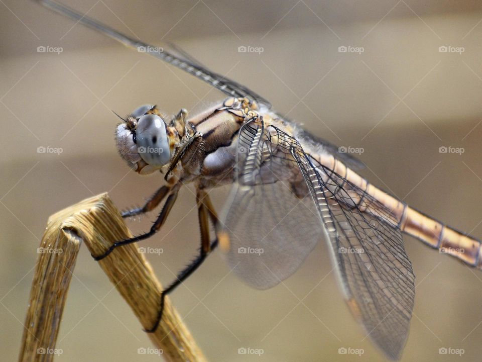 Closeup of dragonfly 