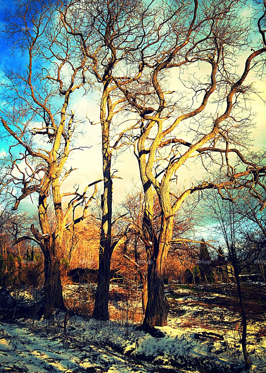 Snowy Sunset Locusts. Locust trees in sunset light on my property