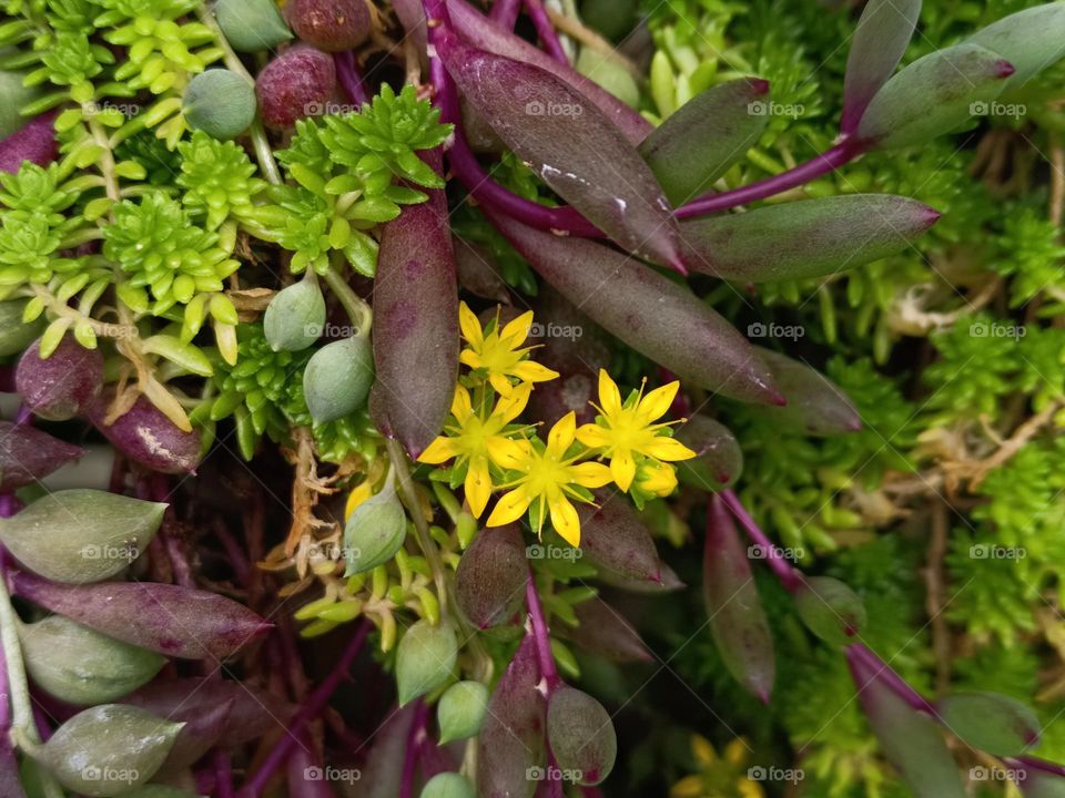 Alfred Stonecrop ＆ Othonna capensis& Curio rowleyanus