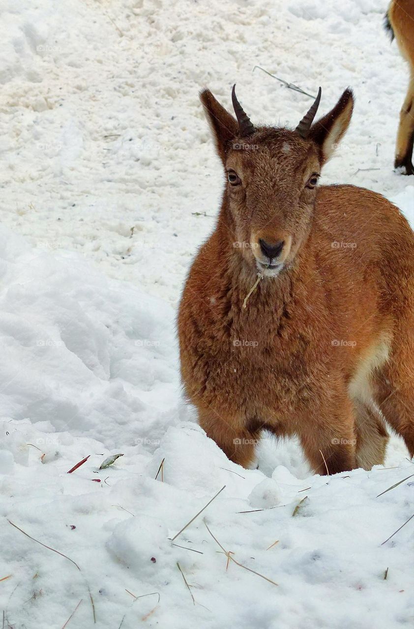 Winter. A young mountain goat stands in the snow.