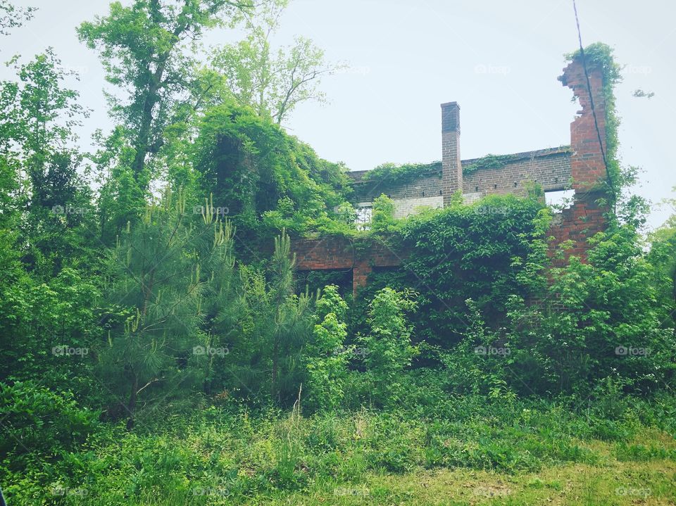 An overgrown house in South Carolina. Used to be where ginger ale was made , taken from this natural spring nearby! Also were two geocaches here! 