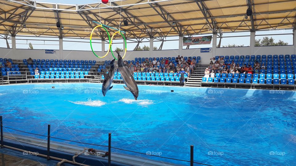 дельфины прыгают в кольца