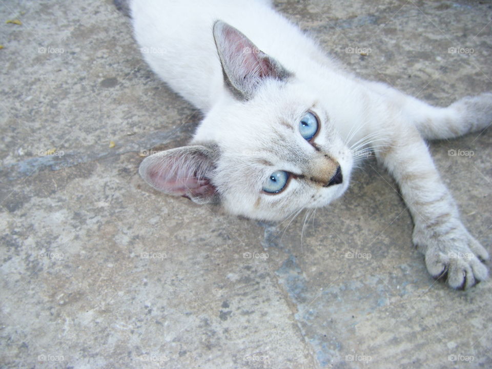 white kitten is resting on the garden floor