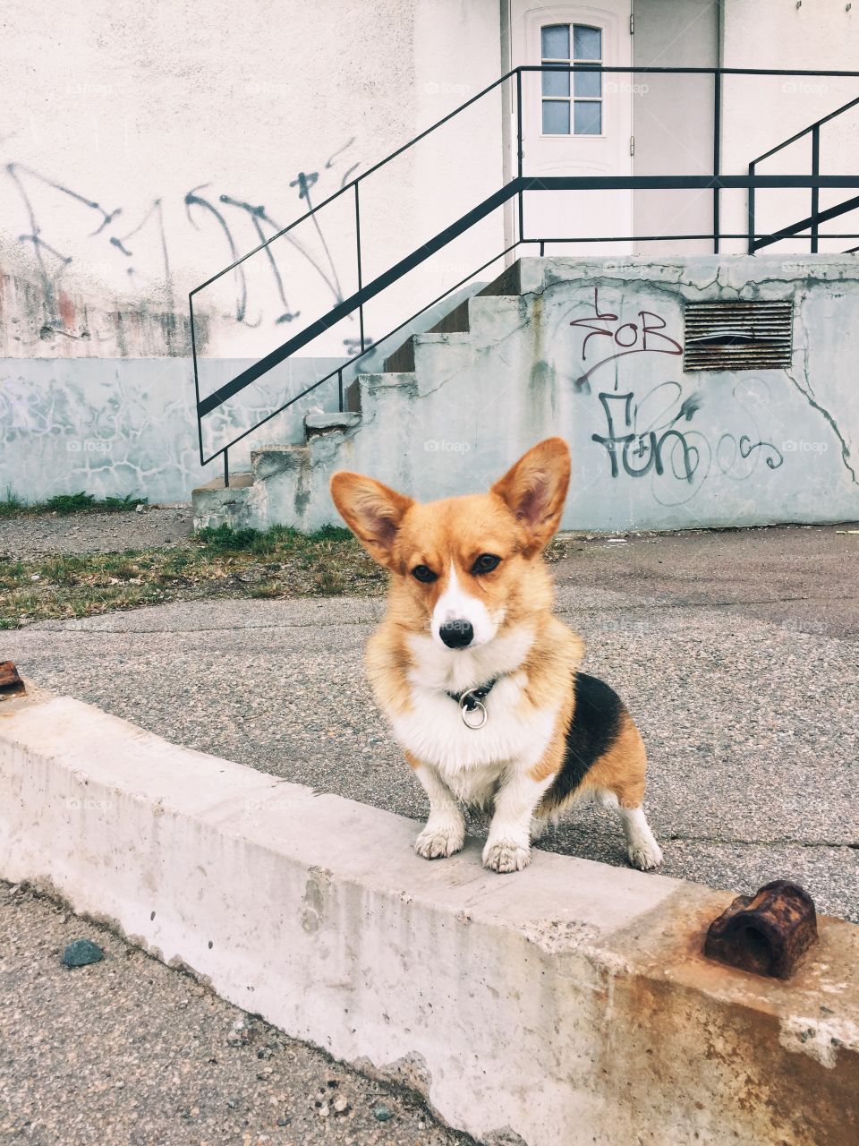 Urban portrait of a dog