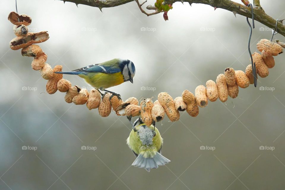 small acrobatic bird to eat peanuts