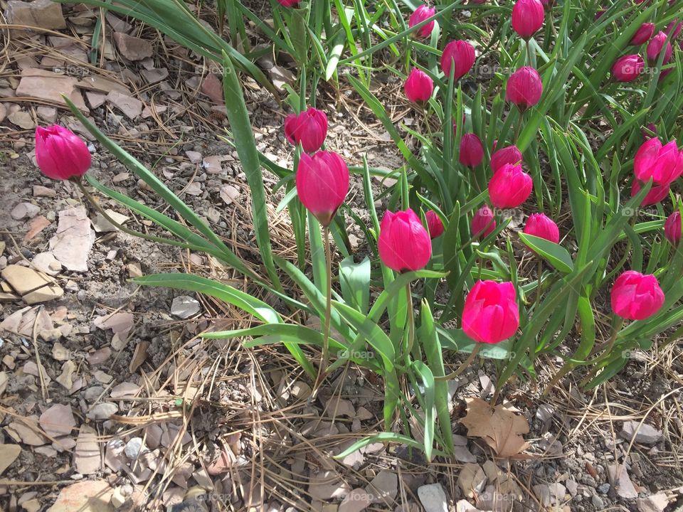 Pink Tulips, Plants, Beautiful Garden