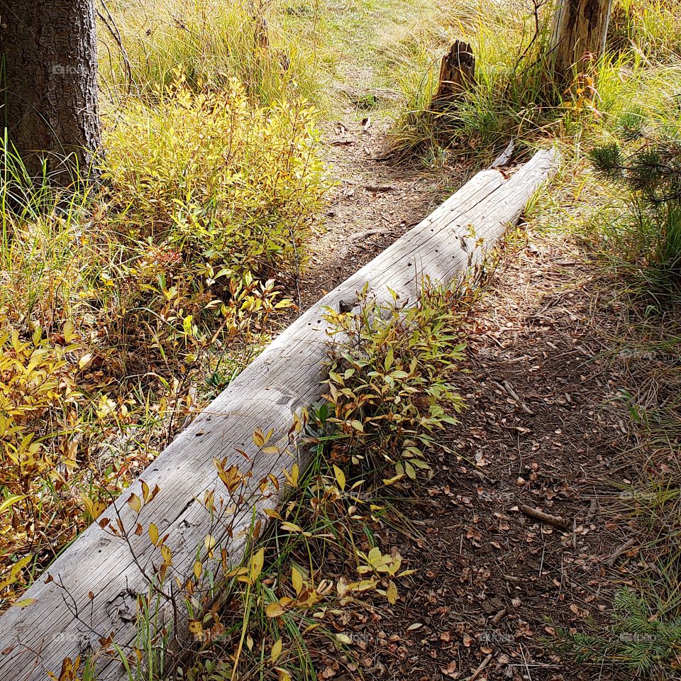 An old weathered log lays across a trail in the woods of a jack pine forest with foliage taking on yellow fall colors on a sunny day. 