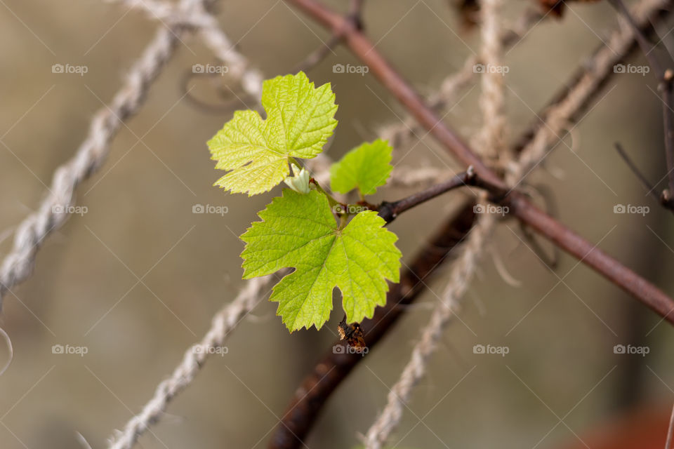 Grape Leaf