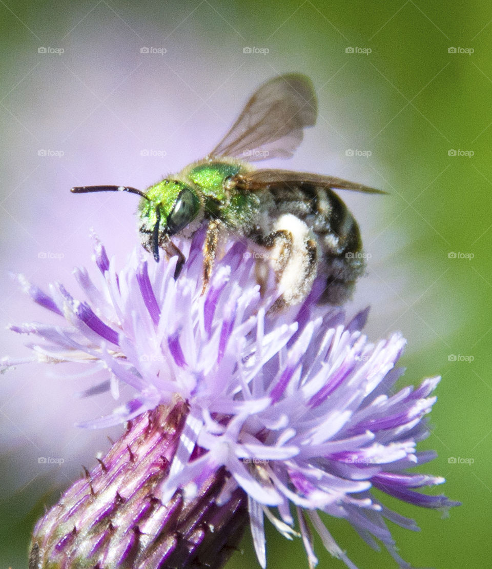Sweat Bee,Agapostemon, green metallic bees that are members of the Halictidae family, on a purple thistle flower